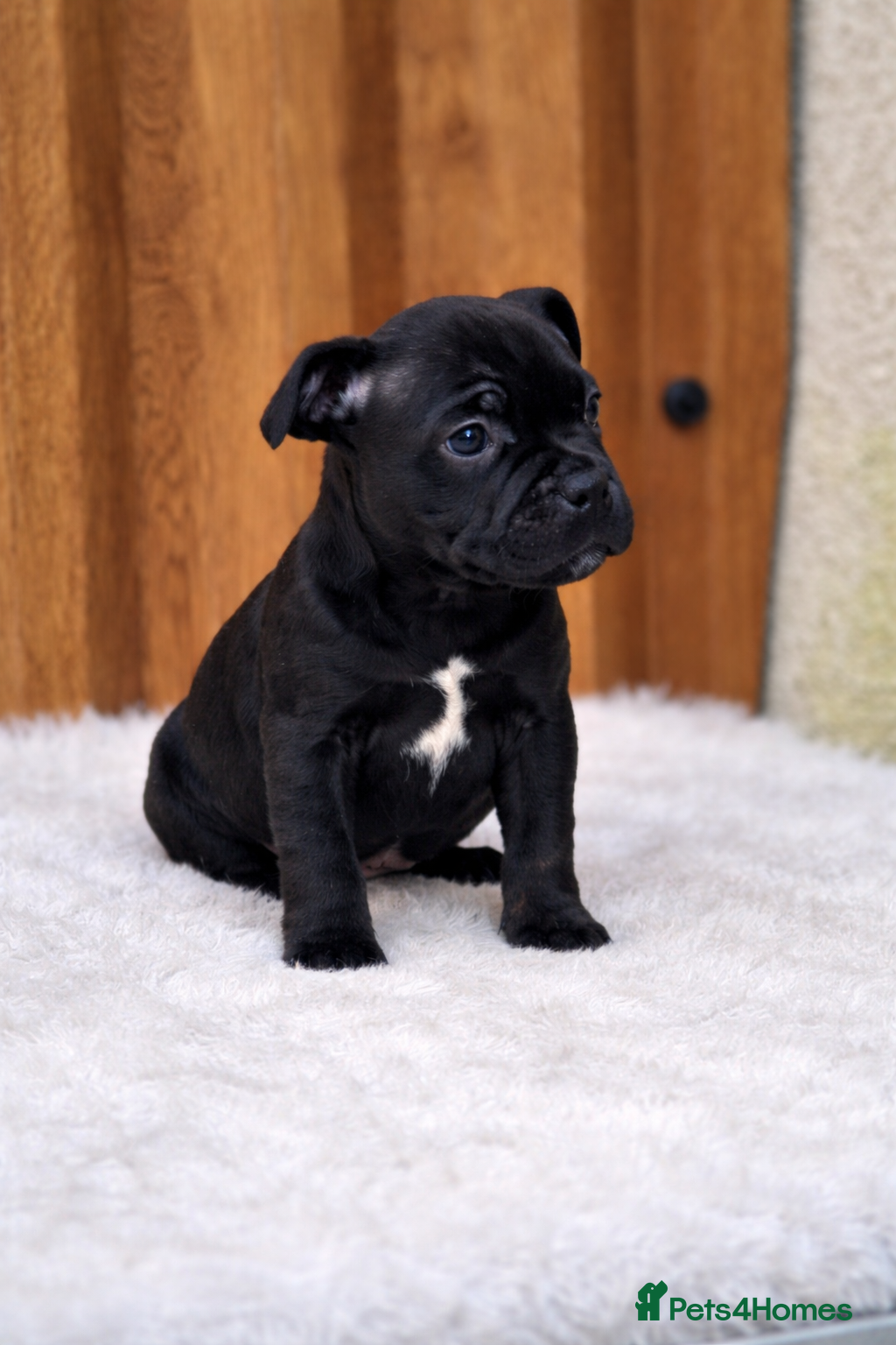 Staffordshire Bull Terrier dogs VALGO TOP GUN PUPPIES NOW AVAILABLE WOW 😍  - Advert 10