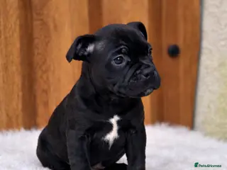 Staffordshire Bull Terrier dogs VALGO TOP GUN PUPPIES NOW AVAILABLE WOW 😍 - Advert 10