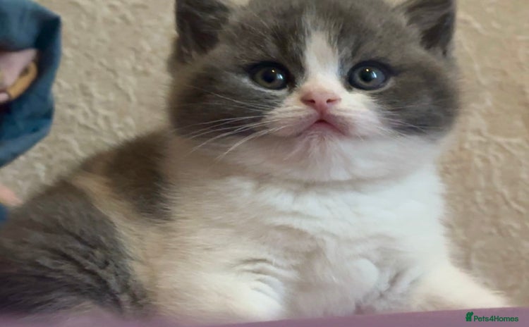 British Shorthair cats - Advert 10