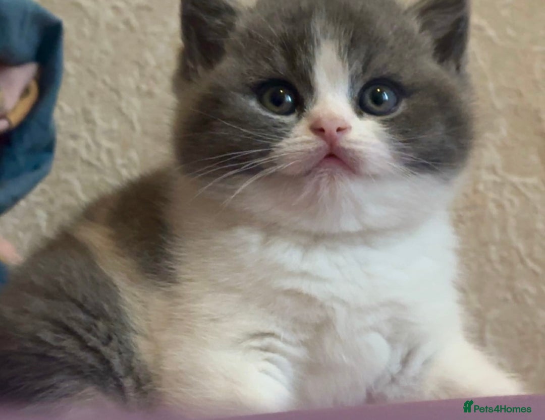 British Shorthair cats for sale: Stunning kittens 🎀🩵💞 - Image 1