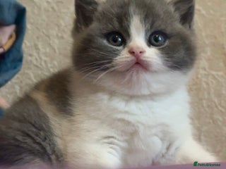 British Shorthair cats - Advert 28