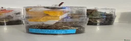 Tarantulas invertebrates for sale: Mixed Tarantulas for sale in Chatham - Advert 5