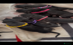 Saluki dogs for sale: KC registered saluki puppies (American bloodlines) - Image 4