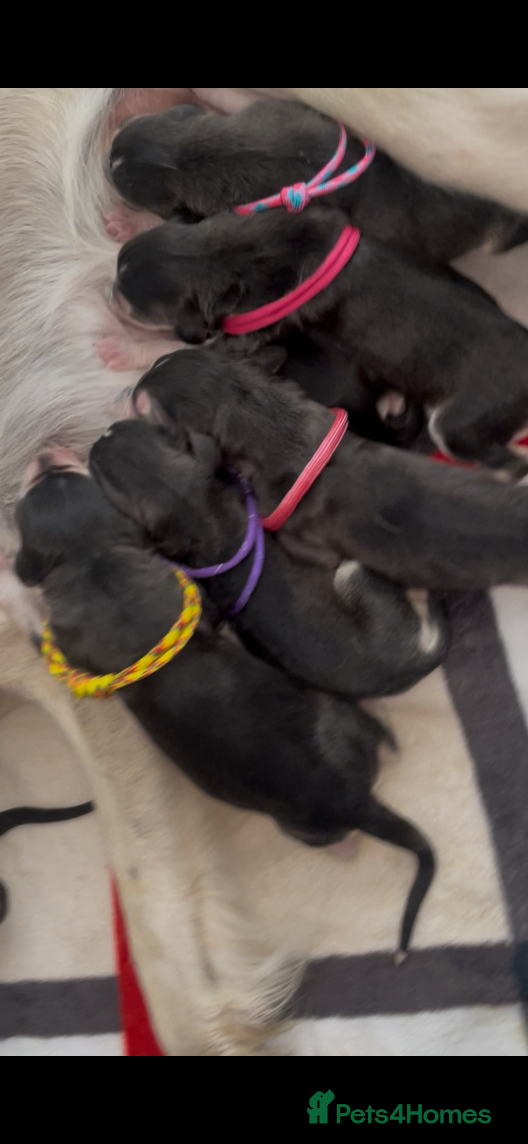 Saluki dogs for sale: KC registered saluki puppies (American bloodlines) - Image 4