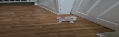 Chihuahua 1