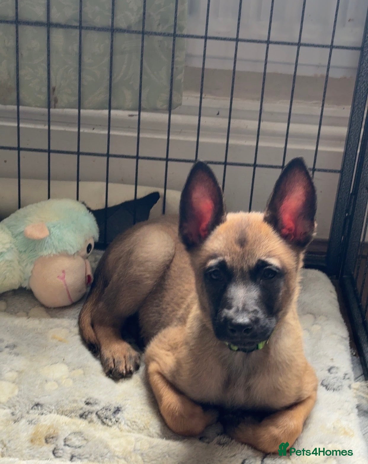 Belgian Shepherd Dog dogs Belgian Malinois Puppies Ready for Loving Homes - Advert 11