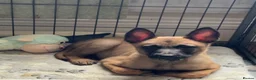 Belgian Shepherd Dog dogs for sale: 🐾Ready to leave🐾 Belgian Malinois Puppies  - Advert 2