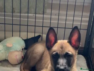 Belgian Shepherd Dog dogs Belgian Malinois Puppies Ready for Loving Homes - Advert 9