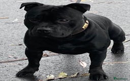 Staffordshire Bull Terrier dogs for stud: Phenomenal fertility- New Stud dog 2025 - Advert 18