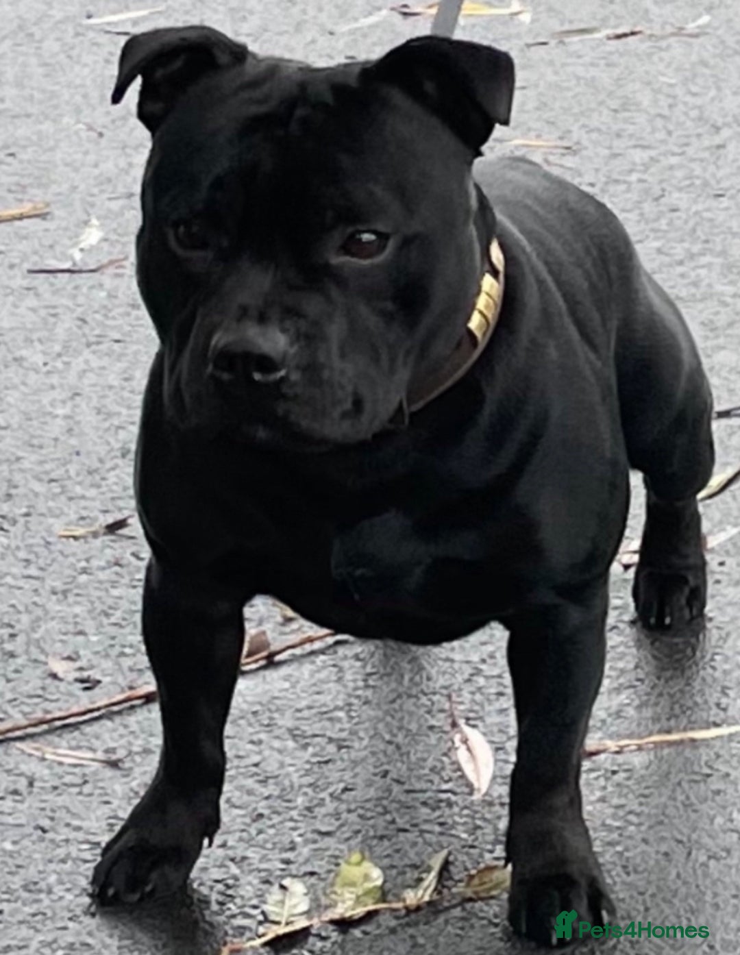 Staffordshire Bull Terrier dogs for stud: Phenomenal fertility- New Stud dog 2025 - Advert 18