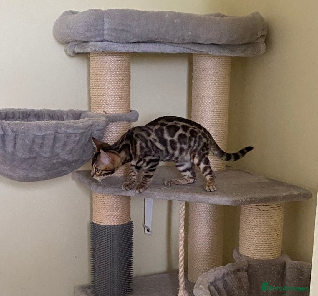 Bengal cats for sale: Beautiful 💜 Health tested TICA Bengal kittens  - Image 9