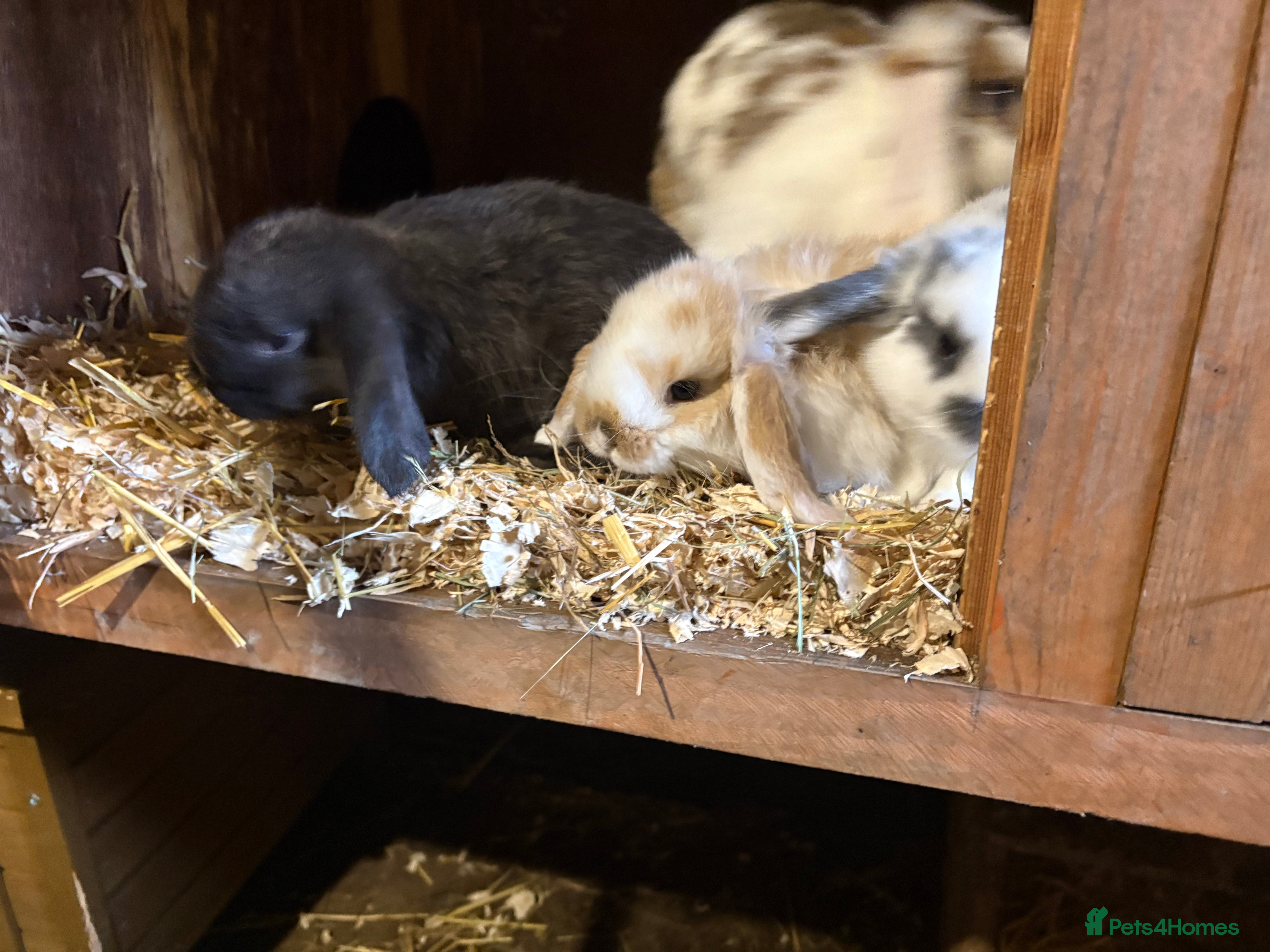 French Lop rabbits 3 beautiful baby lop boys  in Leeds - Advert 1