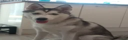 Siberian Husky dogs for sale: Siberian husky  - Advert 3