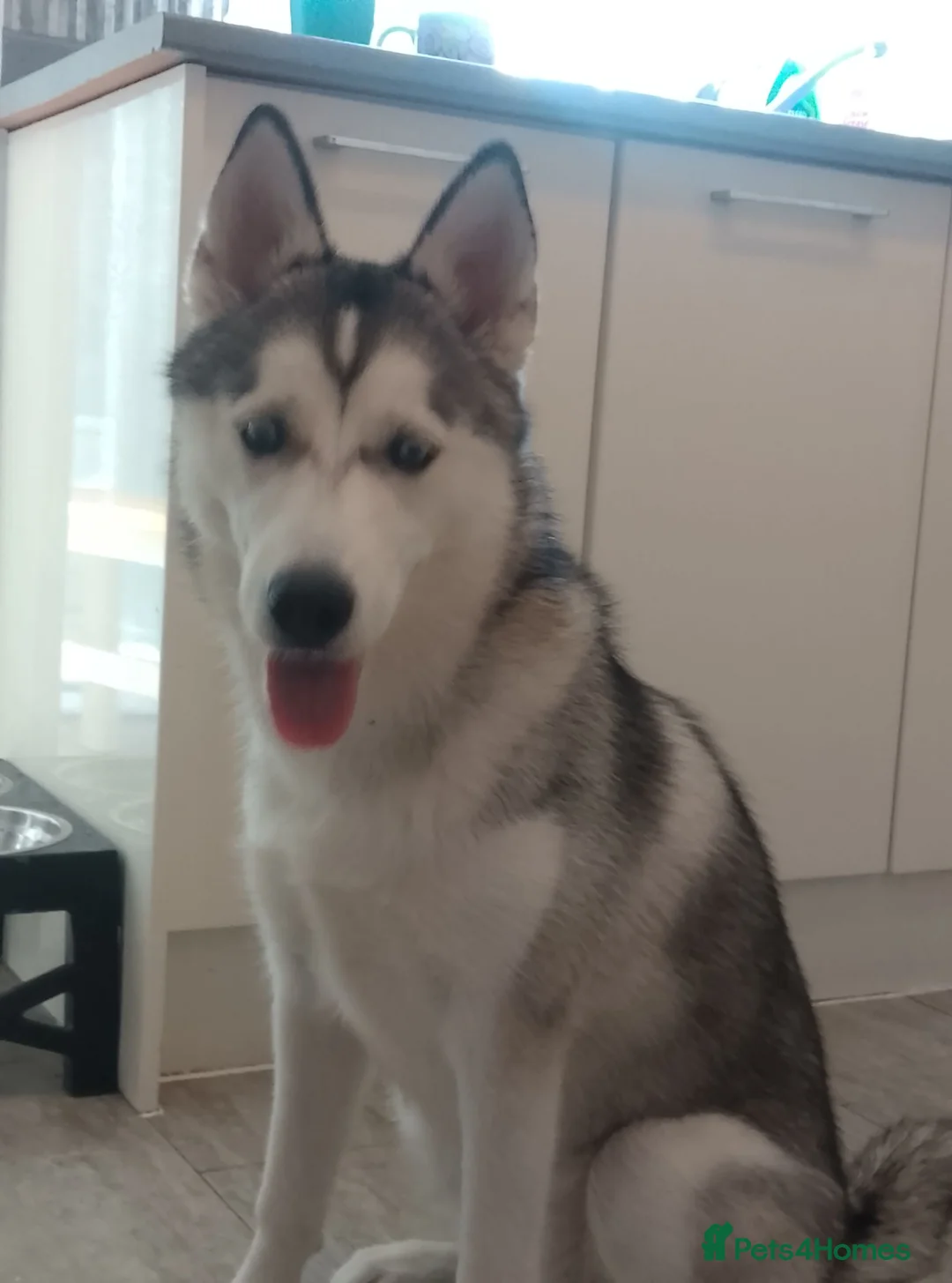 Siberian Husky dogs for sale: Siberian husky  - Advert 3