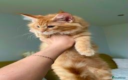 Maine Coon cats for sale: Maine Coon XXXL - Advert 7