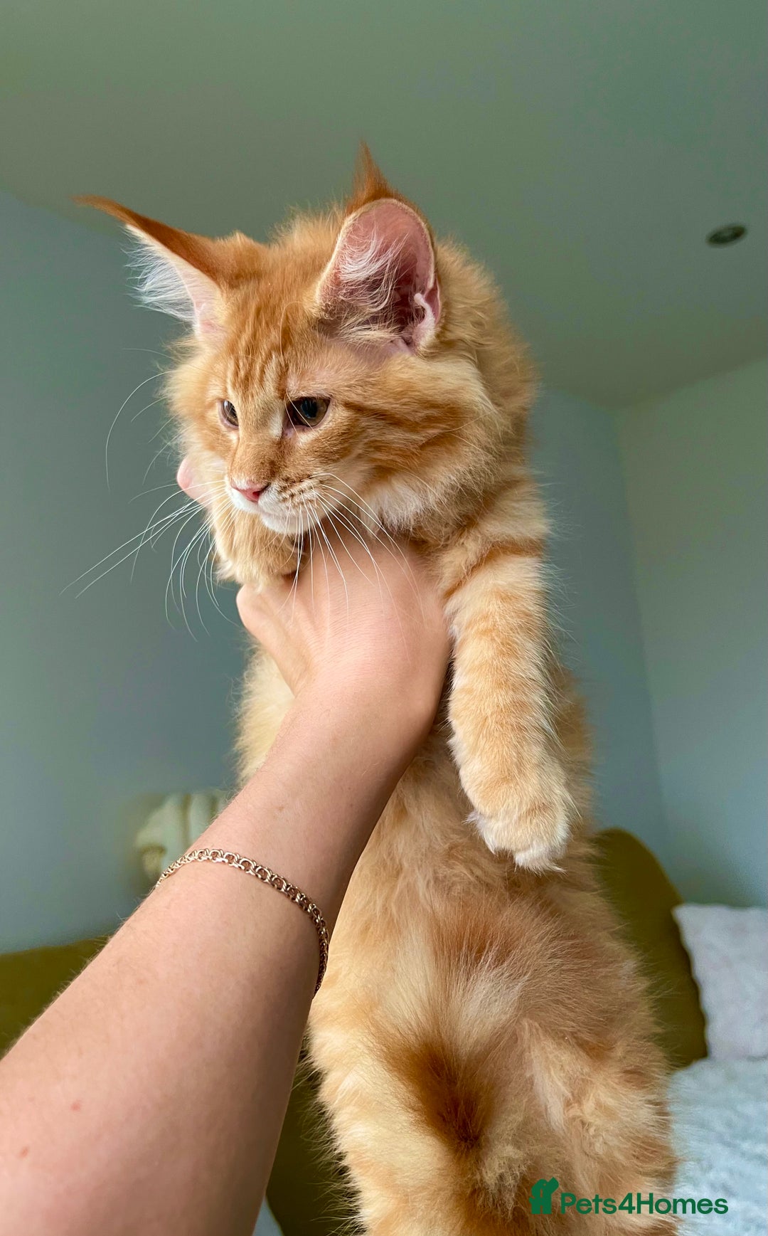 Maine Coon cats for sale: Maine Coon XXXL - Advert 7