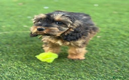 Cockapoo dogs for sale: Cuddly, cute, calm, sable Cockapoo puppies  - Image 32