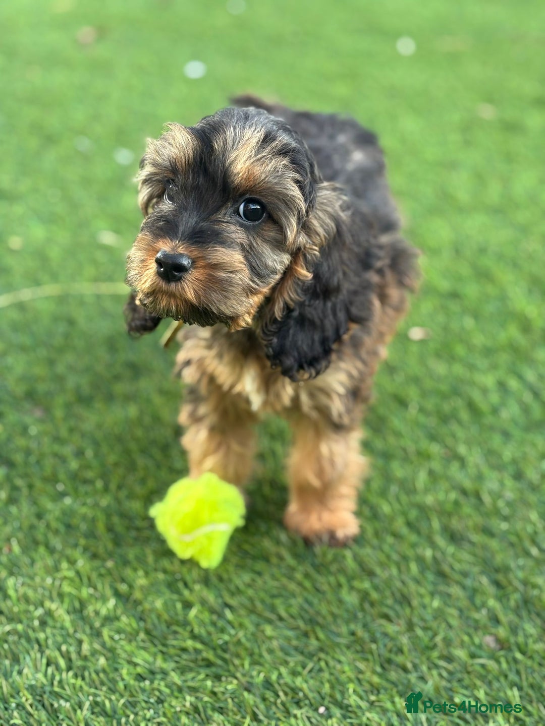 Cockapoo dogs for sale: Cuddly, cute, calm, sable Cockapoo puppies  - Image 32