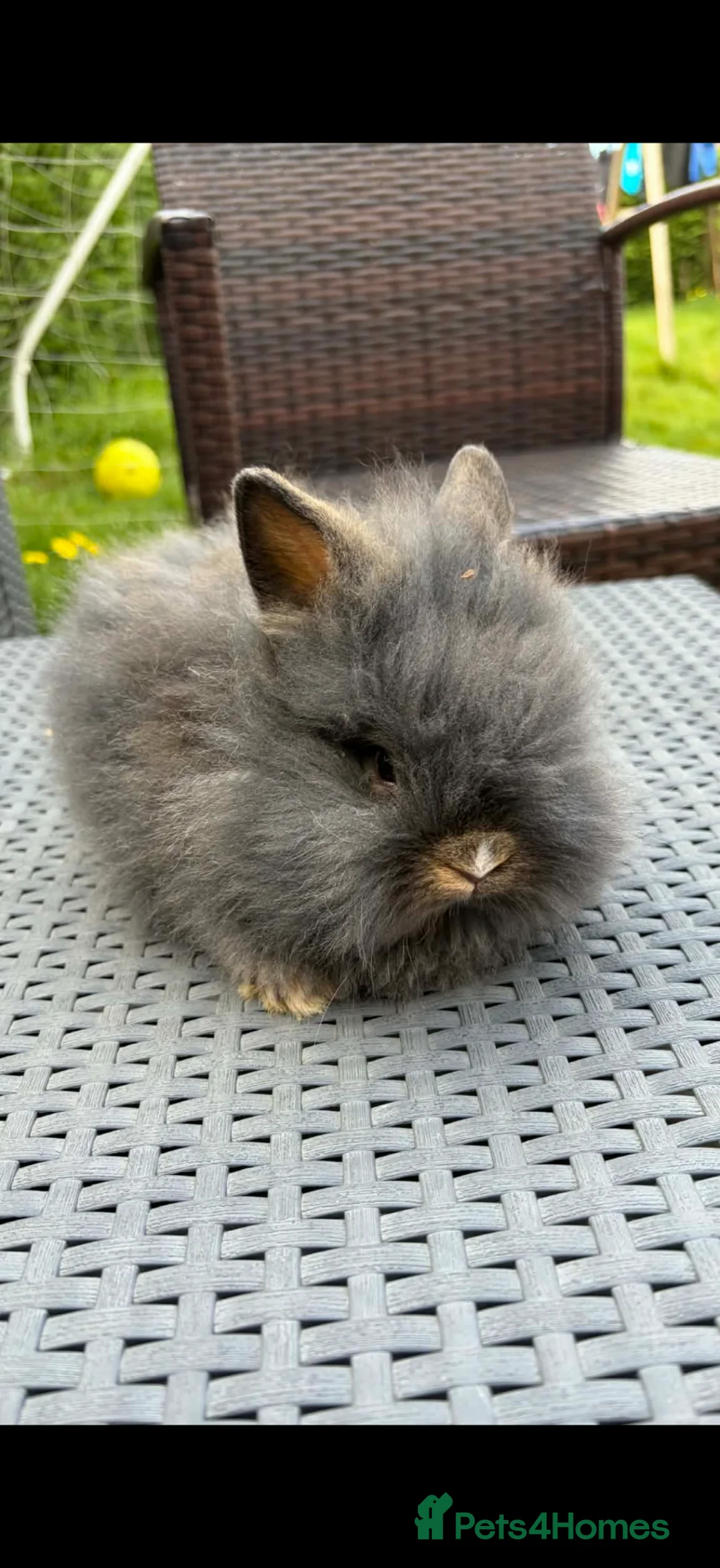 Lionhead rabbits for sale: Beautiful fluffy pure bred lion heads - Advert 10