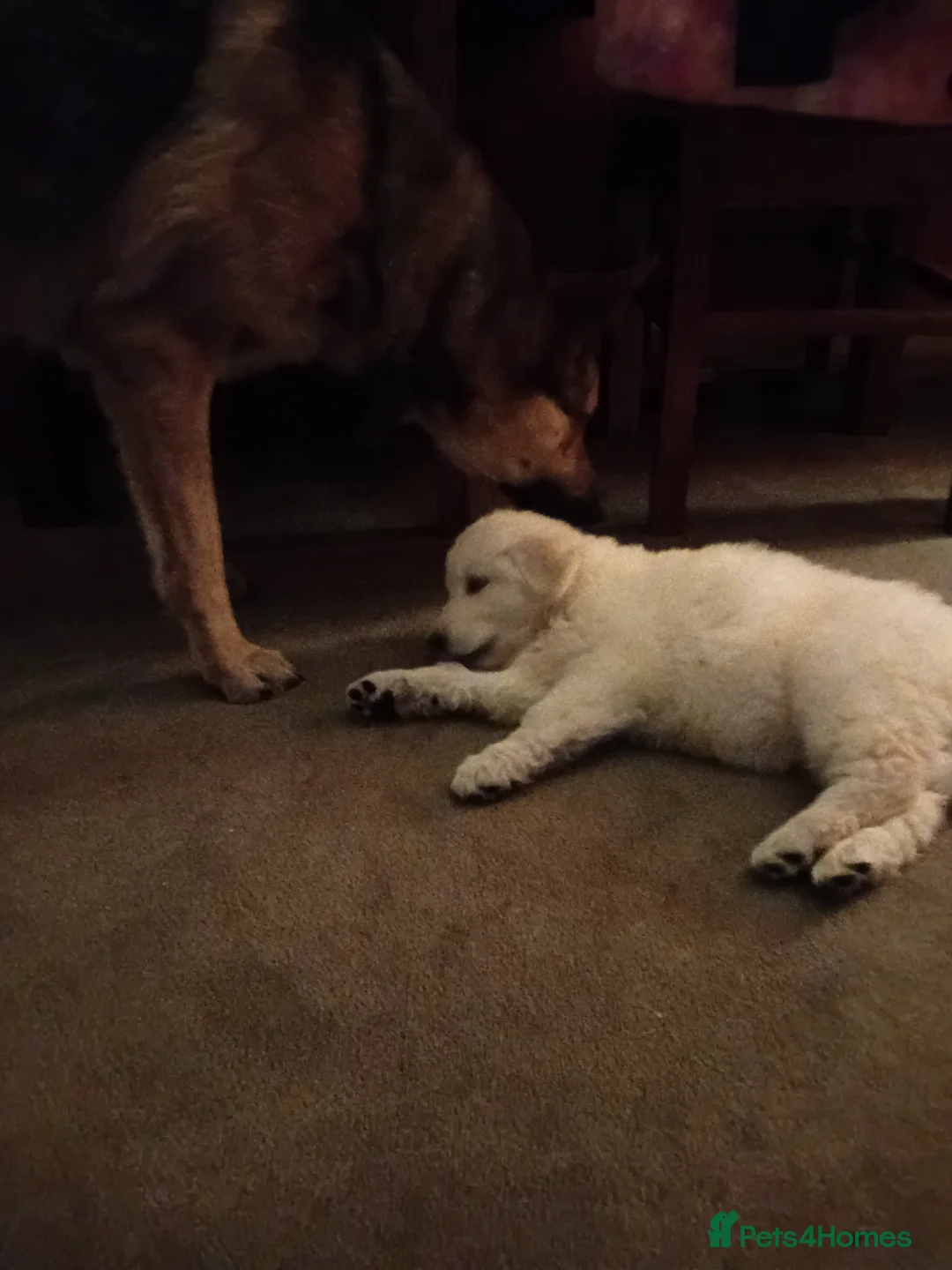 German Shepherd dogs for sale: Female german shephard - Advert 9