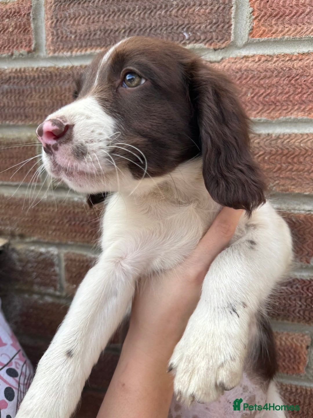 Springador dogs for sale: Final 2 Beautiful Springador puppies  - Image 1