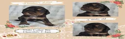 Cocker Spaniel dogs for sale: Pedigree Cocker Spaniel Puppies  - Advert 5