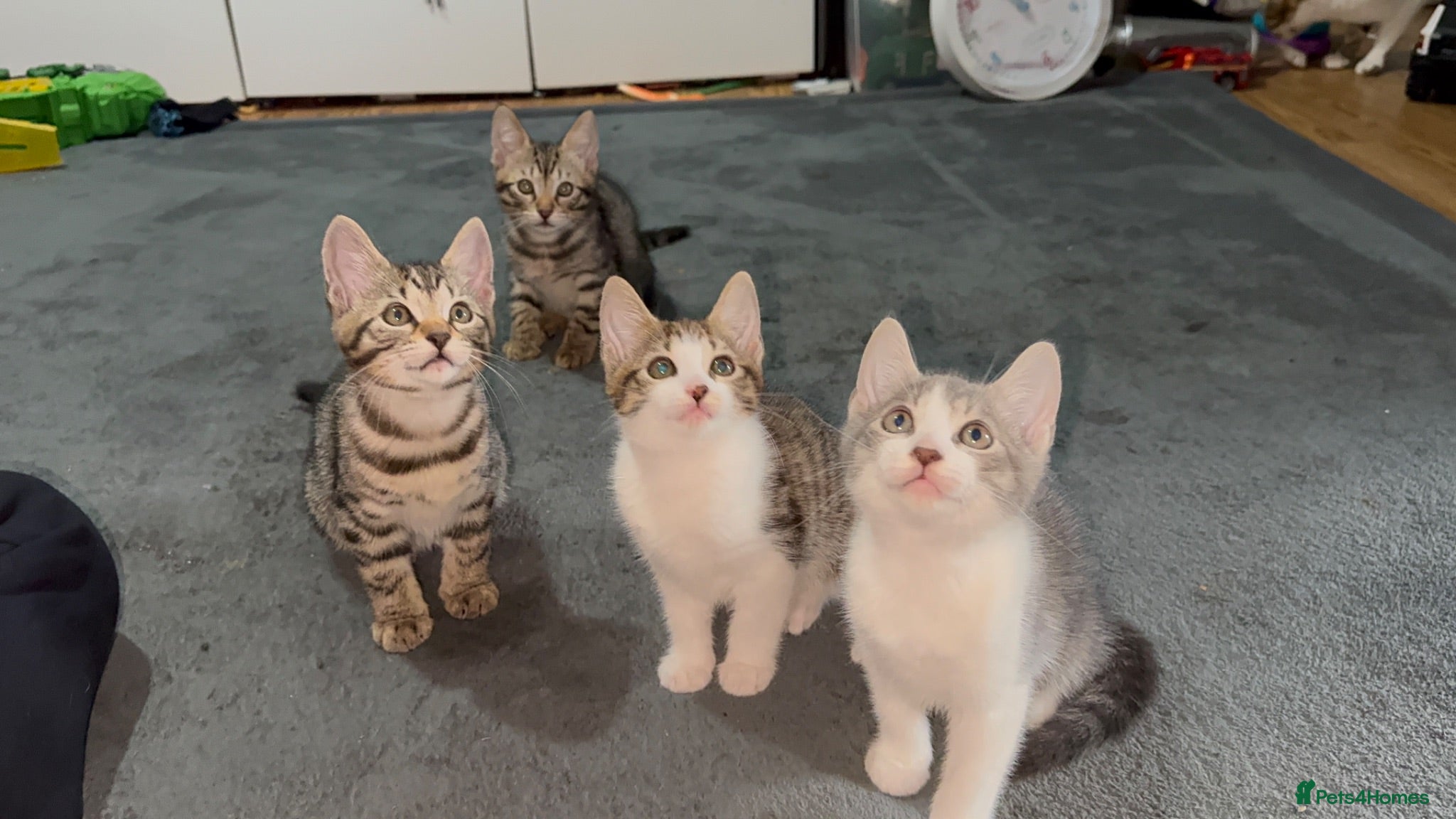 Mixed Breed cats 4x Lovely Bengal xDomestic Short Hair Kittens 🐾 - Advert 14