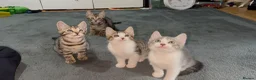 Mixed Breed cats for sale: Beautiful Bengal x Domestic Short Hair Kittens 🐾 - Advert 1