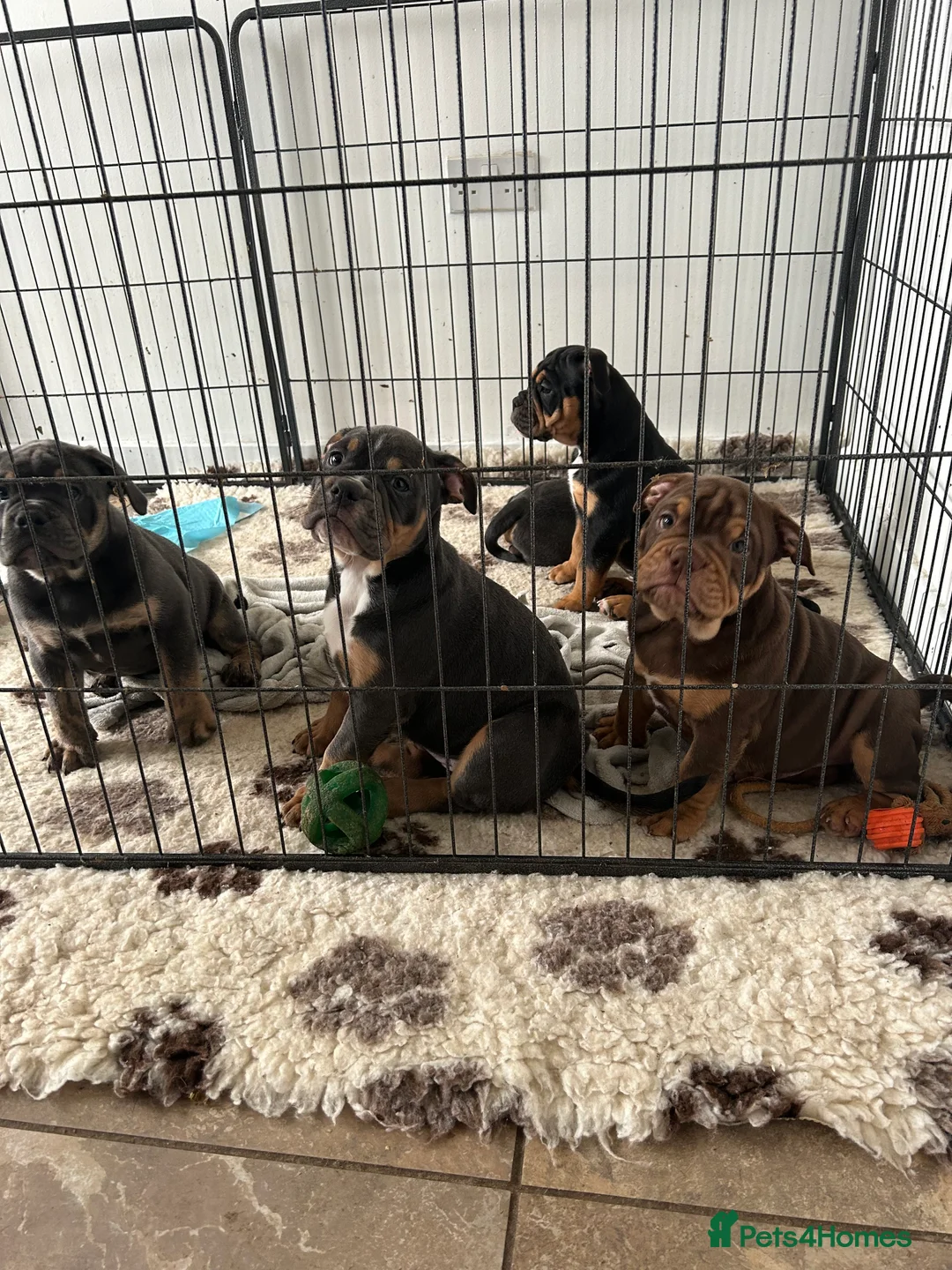 Olde English Bulldogge dogs for stud: 💥olde English bulldogge stud💥 in Rotherham - Advert 23