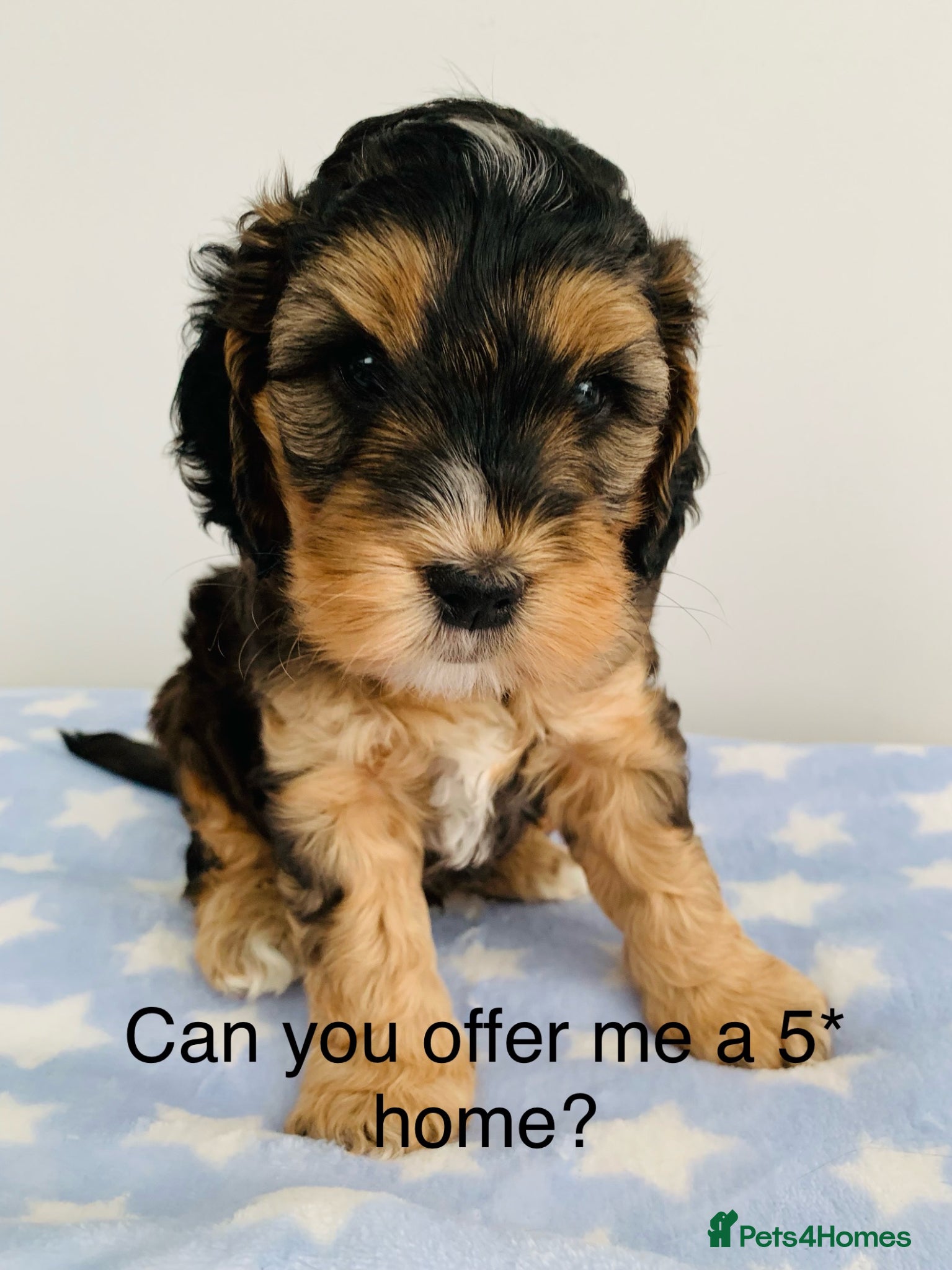 Cockapoo dogs Last tri-coloured boy Cockapoo KC parents  - Advert 1