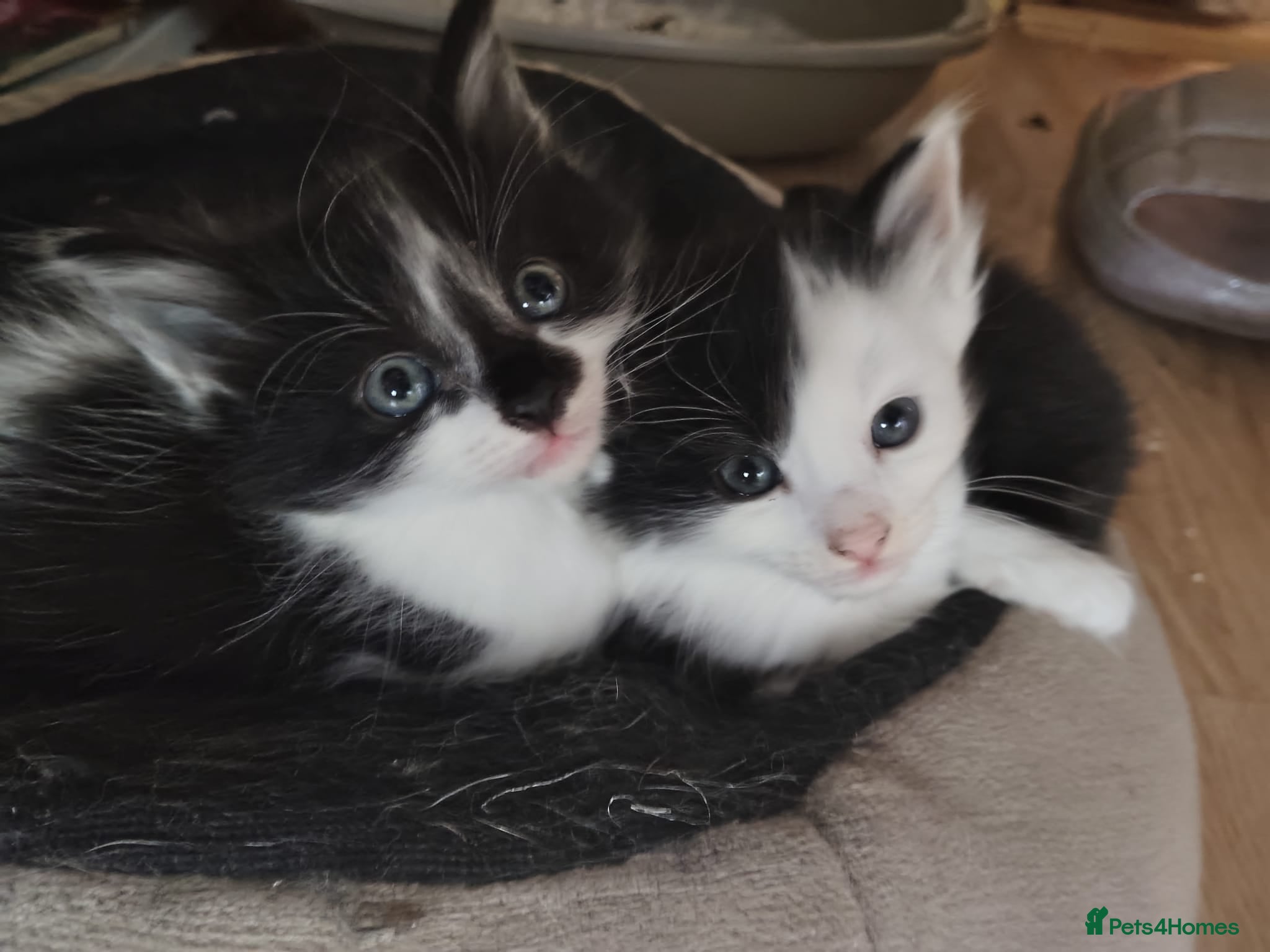 Mixed Breed cats 3 Fluffy kittens are ready for new homes - Advert 10