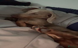 Miniature Dachshund dogs for sale: Isabella tan miniature dachshund  - Image 8