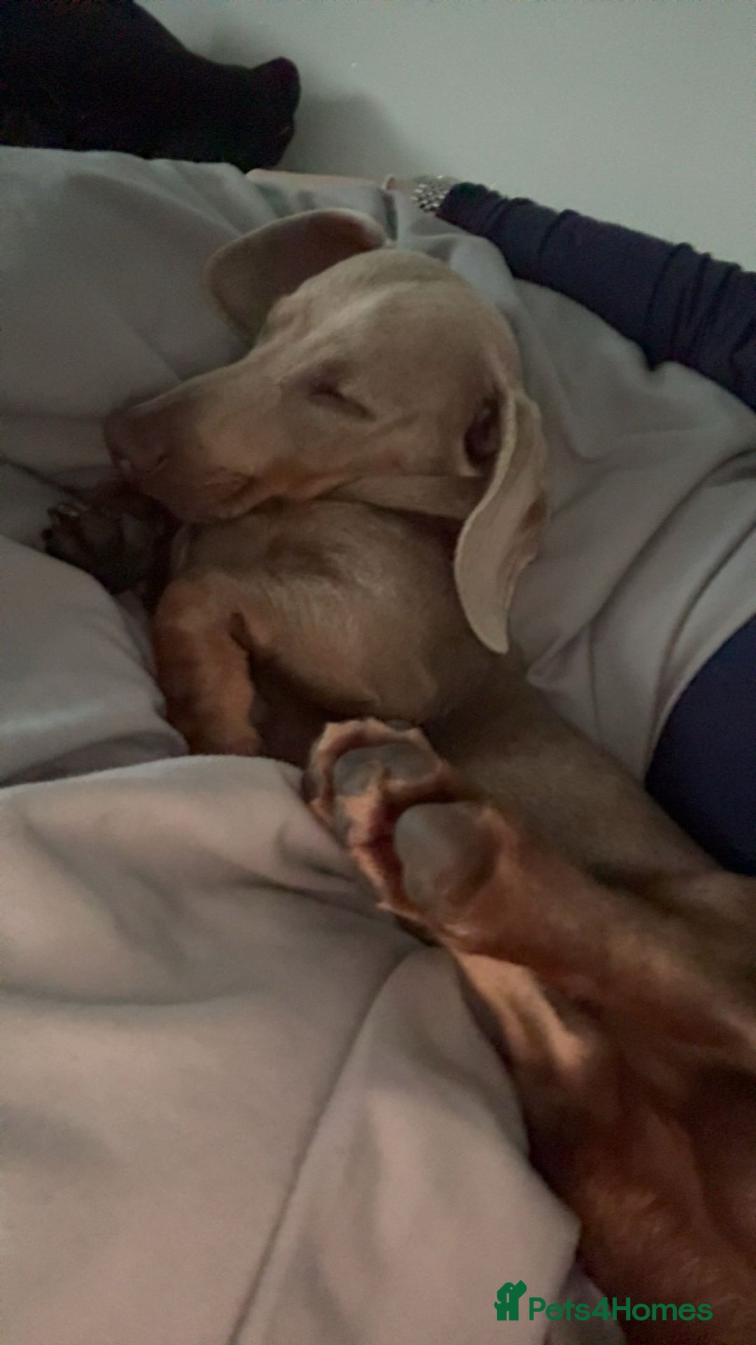 Miniature Dachshund dogs for sale: Isabella tan miniature dachshund  - Image 8