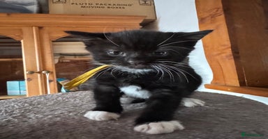 Mixed Breed cats - Advert 4