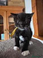 Mixed Breed cats - Advert 13