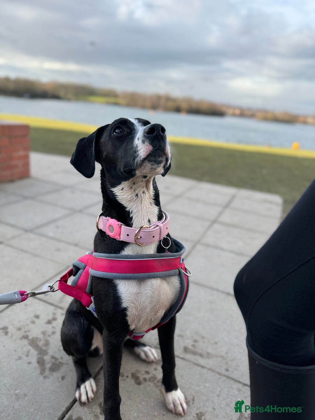 Mixed Breed dogs for sale: Dalmation x Great Dane  - Image 7