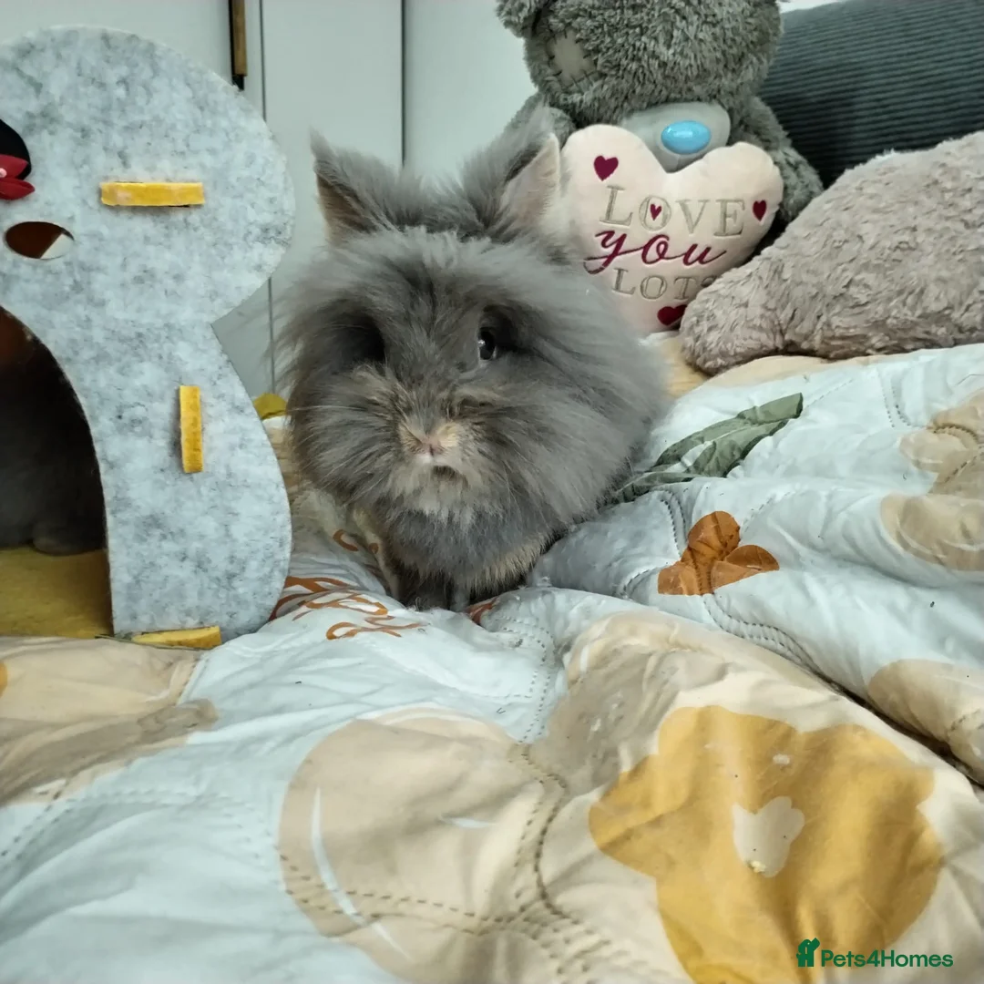 Lionhead rabbits for sale: Pure Breed Double Mained Lionhead Bunnies  - Advert 2