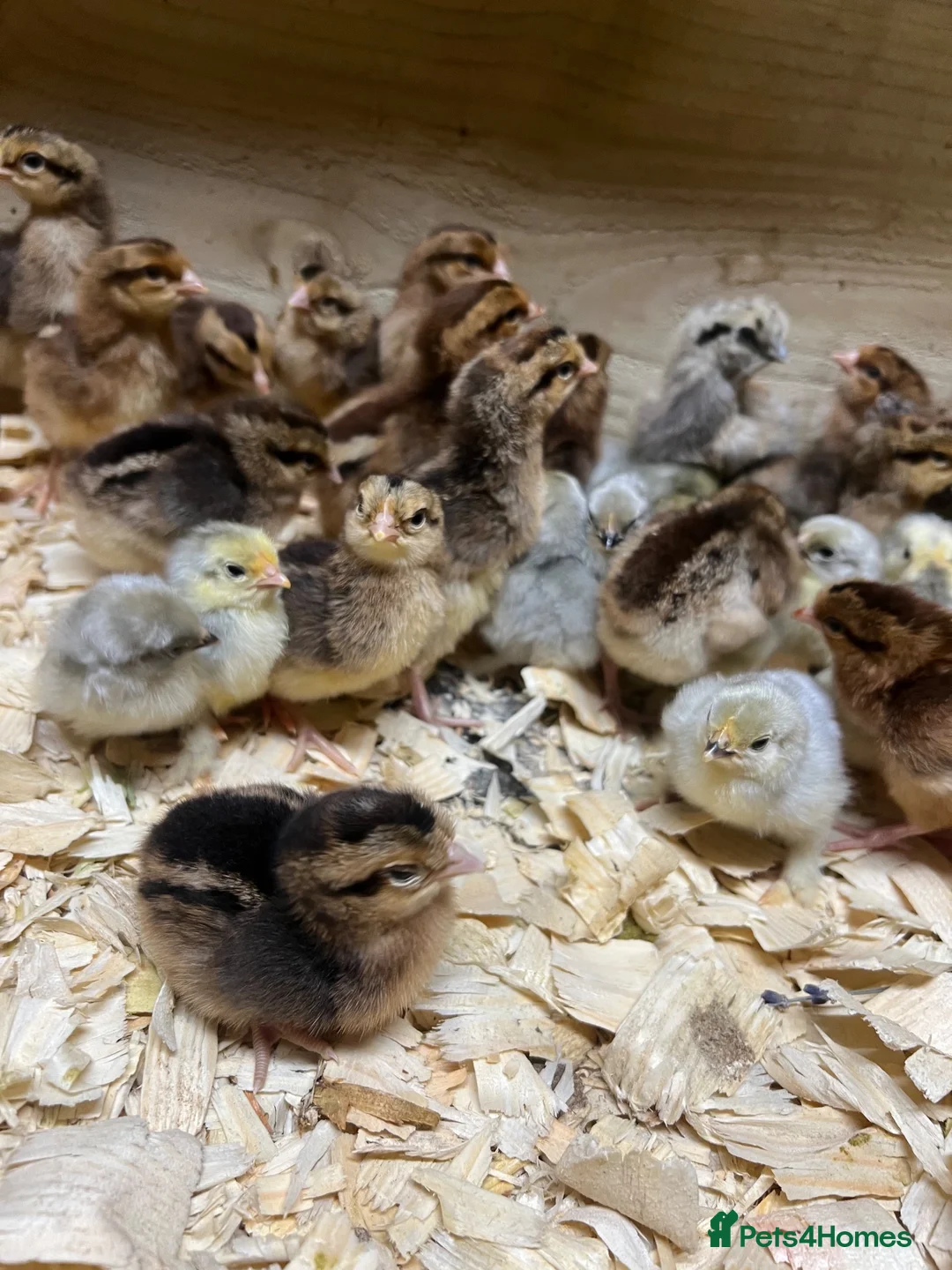 Chickens poultry for sale: Various hens and female chicks - Advert 3