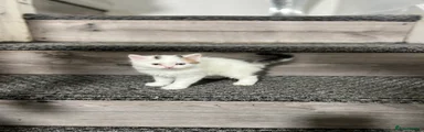 Kitten 3