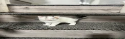 Mixed Breed cats for sale: 3 gorgeous kittens - Advert 3