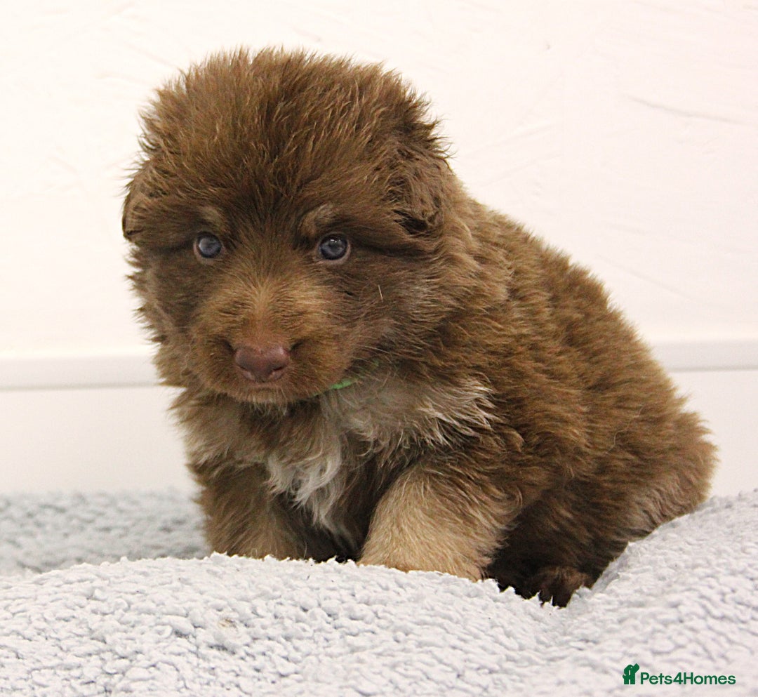 German Shepherd dogs for sale: GORGEAOUS K/C Registered German Shepherd puppies - Image 13