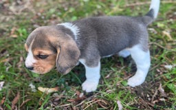 Beagle dogs for sale: KC REGISTERED SHOW TUOE BEAGLE PUPPIES  - Image 14
