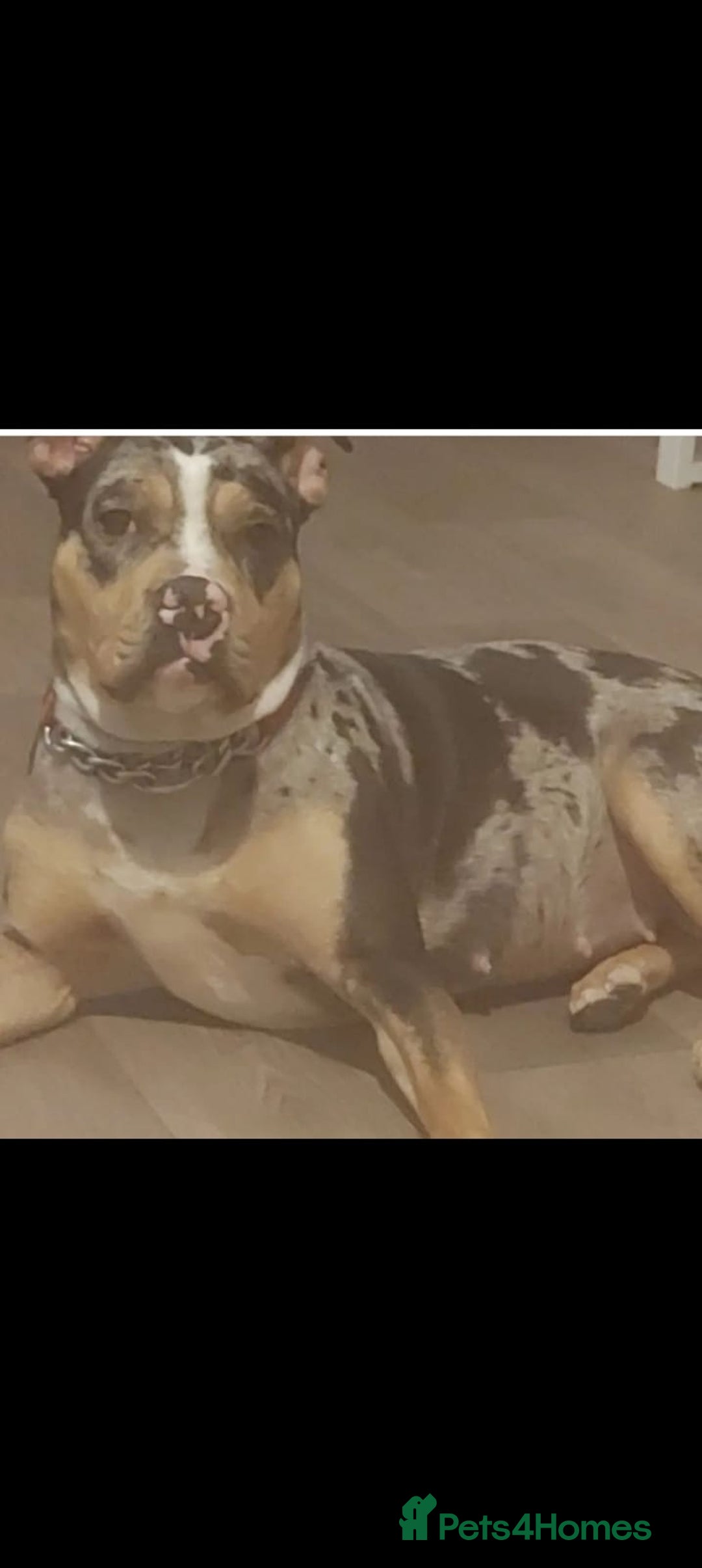 Mixed Breed dogs for sale: Pocket bully pup - Image 5