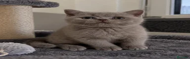 British Shorthair 1