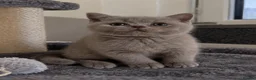 British Shorthair cats for sale: Sonnic – Gorgeous Pedigree British Shorthair Boy - Advert 3