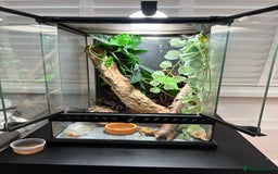 Gecko reptiles for sale: Crested gecko and full set up  - Image 1