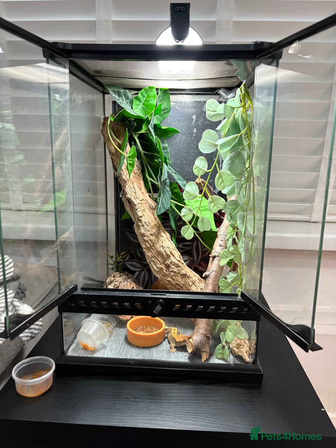 Gecko reptiles for sale: Crested gecko and full set up  - Image 1