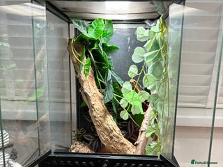 Gecko reptiles - Advert 12