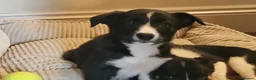 Border Collie dogs for sale: Beautiful Border Collie Pups for sale - Advert 13