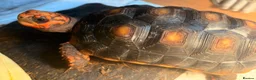 Tortoise reptiles for sale: 2 x Redfoot Tortoises and set up in Glasgow - Advert 2